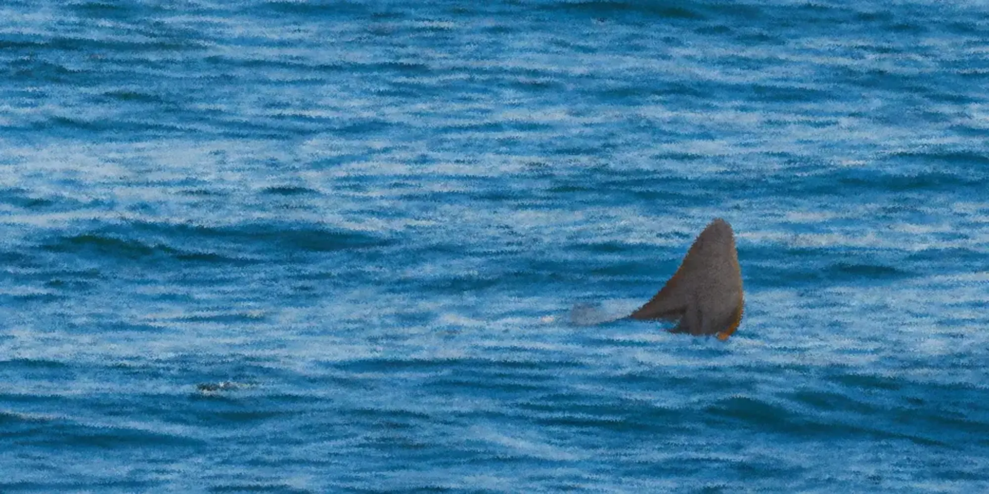 the feature image what font is used in jaws is a shark find above the water line